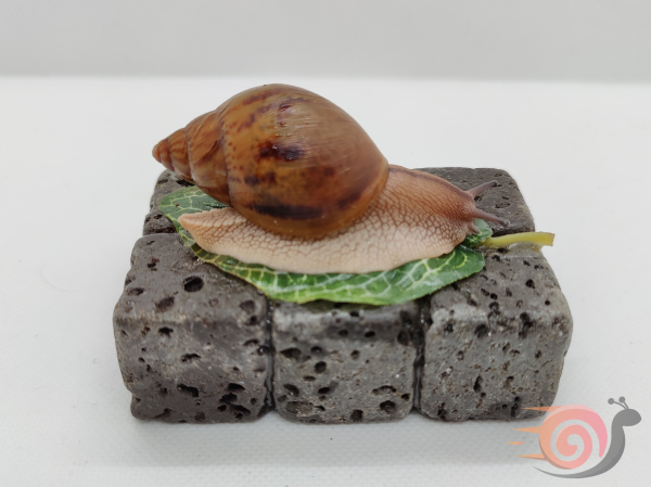 Preview: Achatina Achatina Wild